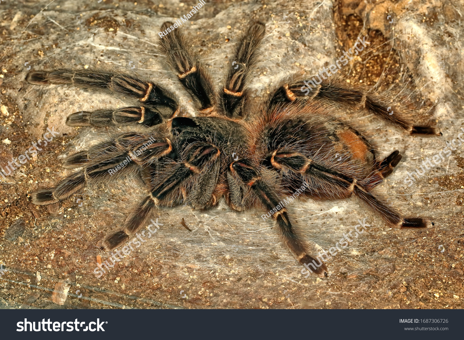tarantula和spider的区别 tarantula和wolf spider 